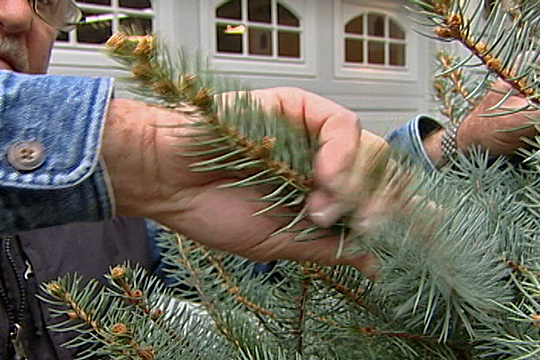 Five Tips for Selecting a Fresh Christmas Tree and Keeping it That Way - screenshot