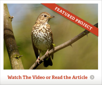 Sure-Fire Ways to Bring Songbirds Flocking to Your Yard - screenshot